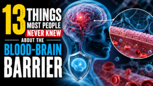 13 Things Most People Never Knew About the Blood-Brain Barrier