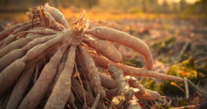 Why This Food Is Considered One of the World’s Most Dangerous